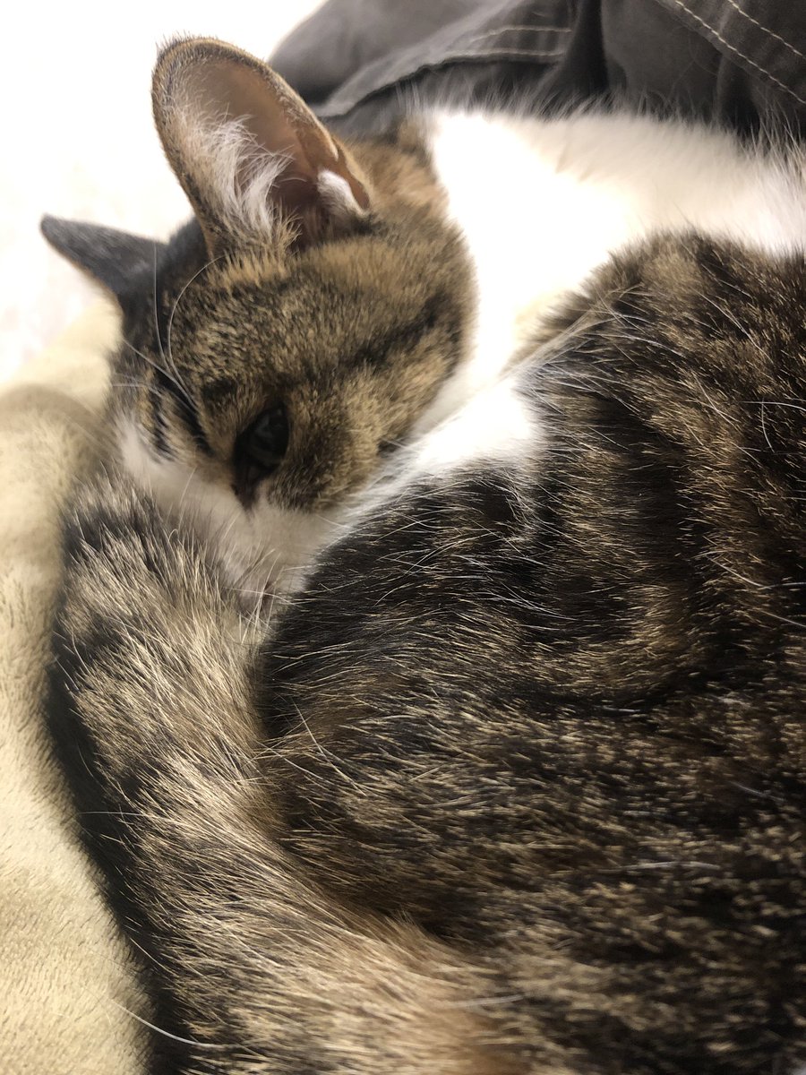 Post by ふーさんやで。 on X: ネコちゃん