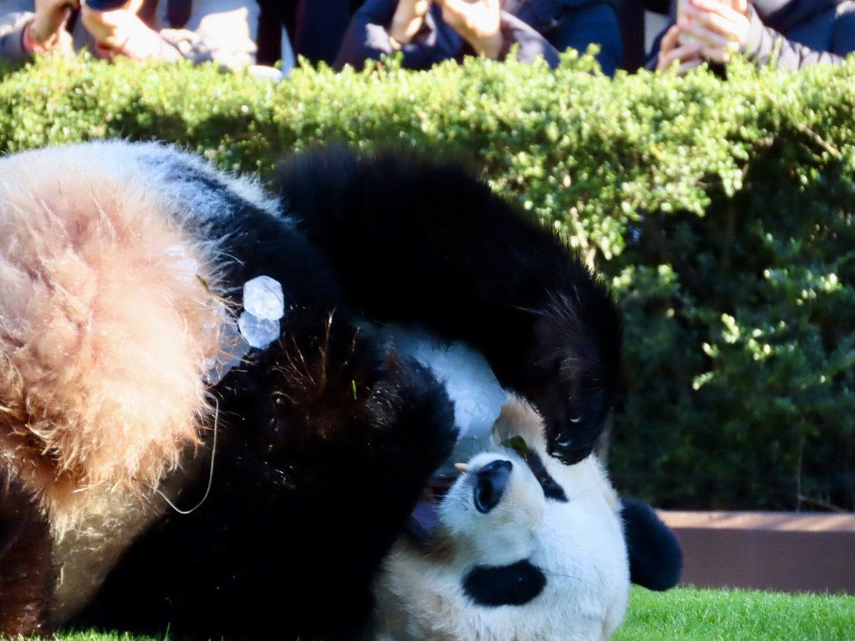 ちーじー🐼🌼 (@mutasokj) / Posts / X