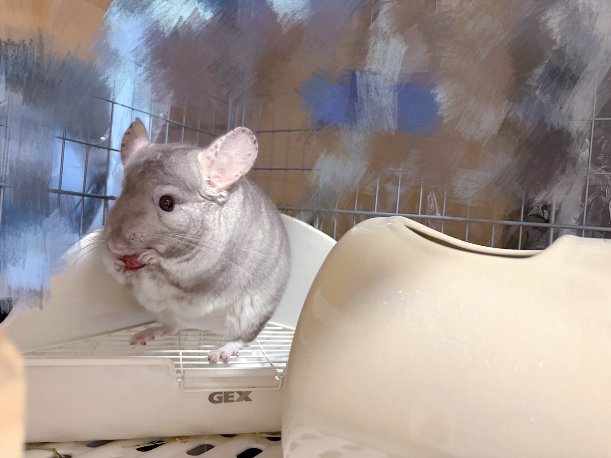 Post by 🆕໒꒱ on X: チンチラ…