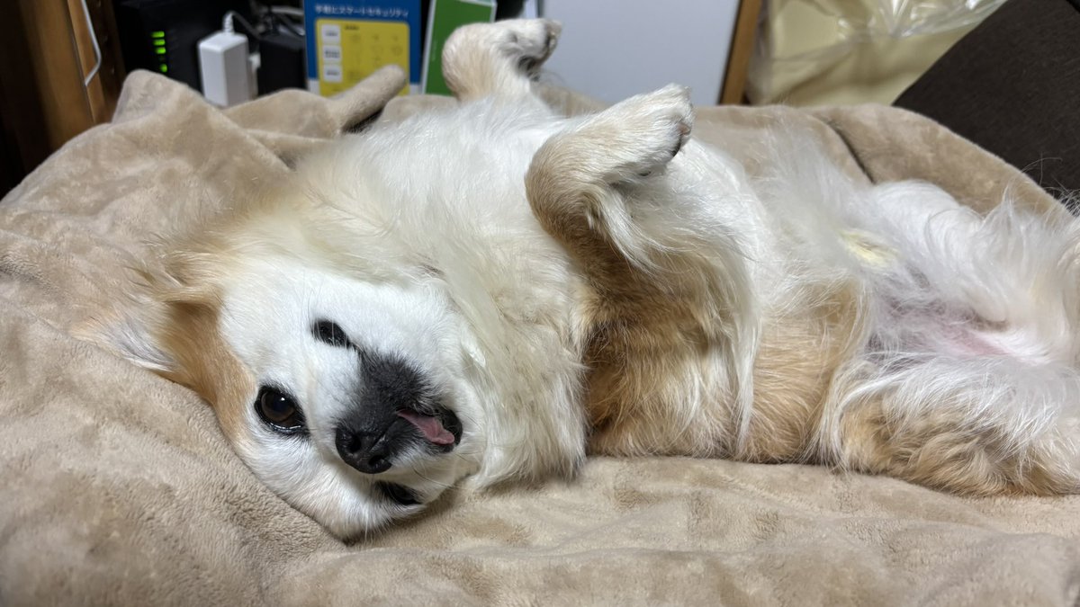 かわいい寝方だね💕チビちゃん😴 人間の真似わんっ🐶💕