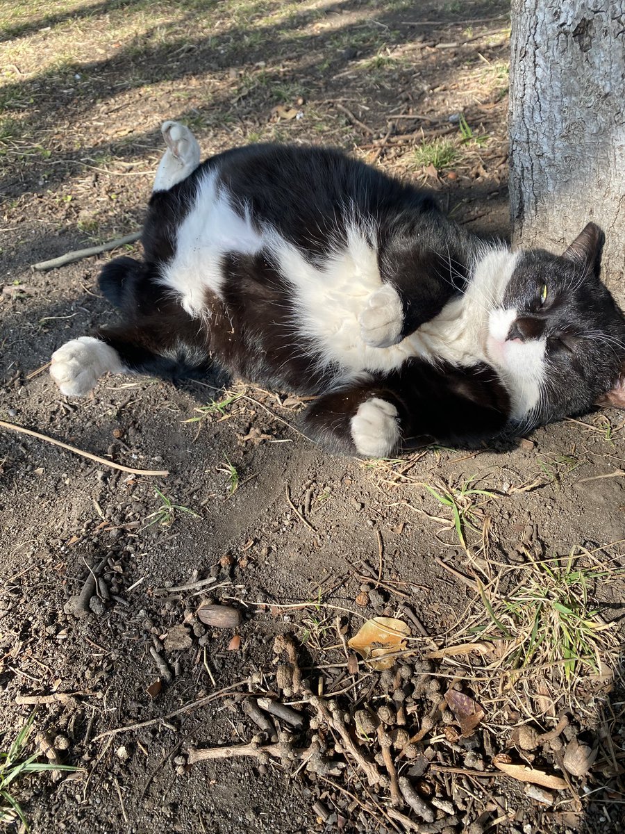 にゃん太郎 (@nyannyan__taro) / Posts / X