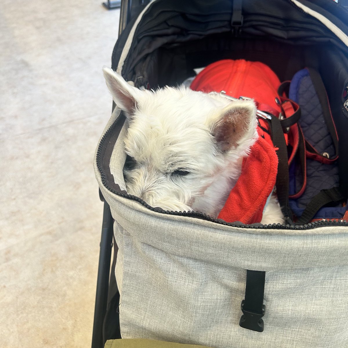 ちーちゃんですけどもっ第3巻予約発売中です❗️ (@ymc_cheezu