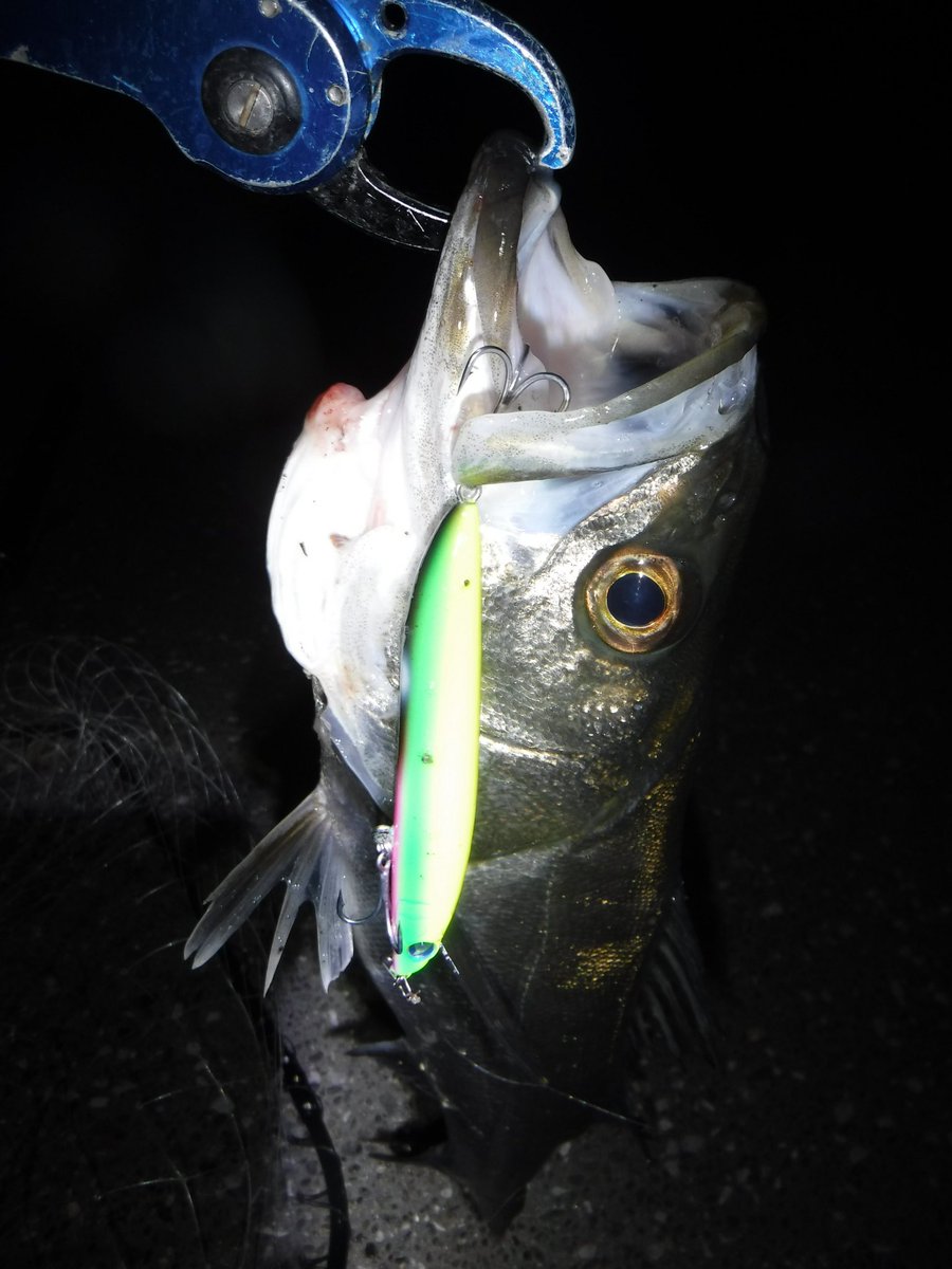 BlueBlue（ブルーブルー） (@BlueBlueFishing) / Posts / X