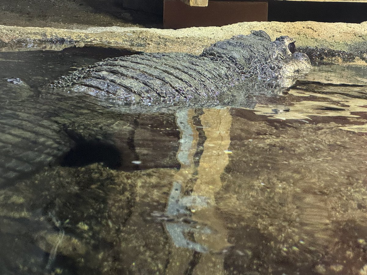 ニシアフリカコビトワニ(Osteolaemus tetraspis)。同じクロコダイル科