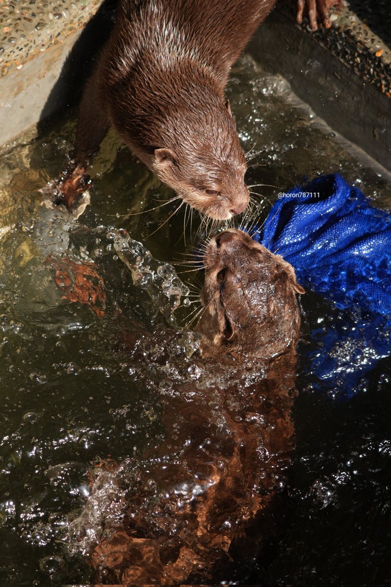 にぎやかなブラザーズ #コツメカワウソ #桂浜水族館