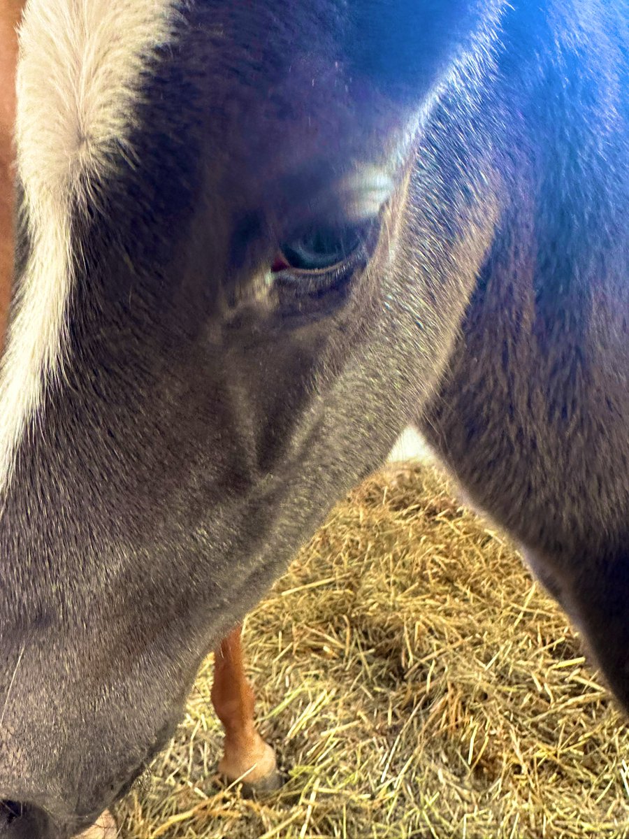 今朝生まれたチビちゃんの目があまりにも綺麗だった✨✨✨ この子は何