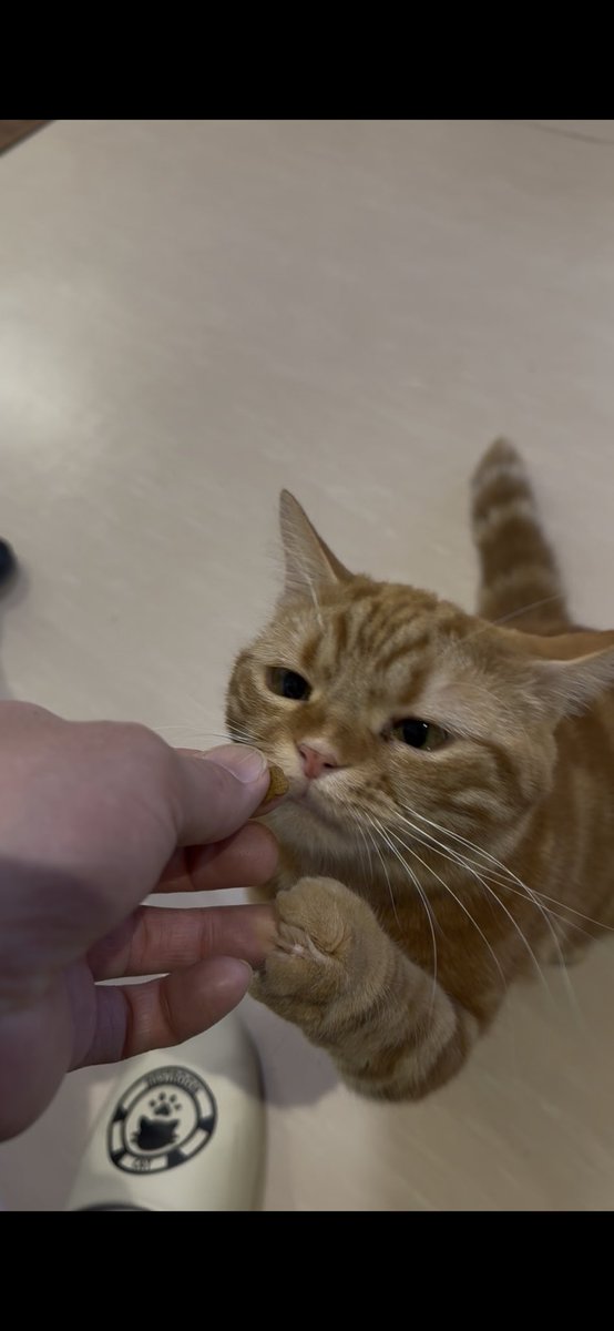 こんばんわ！ 2月22日🐈 今日はニャンニャンニャンの日でした！ 全ての