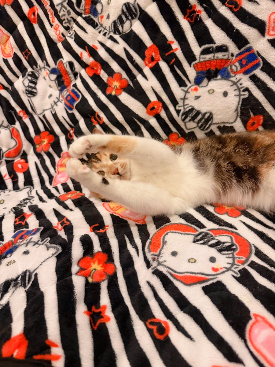 Post by あめちゃん🐱 on X: #猫の日