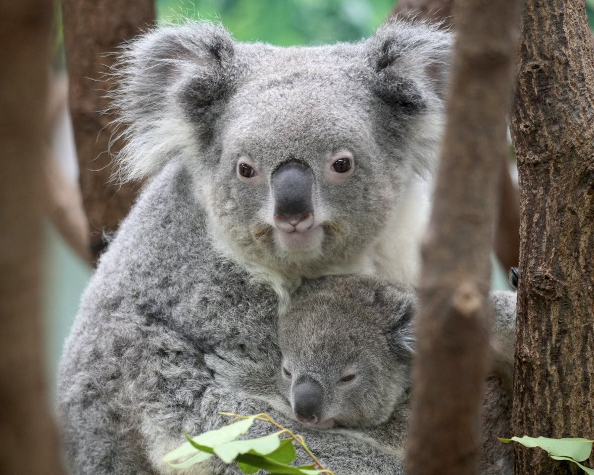 やまこじ (@higashiyama5555) / Posts / X