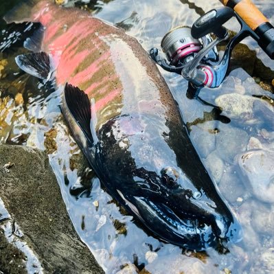 Oncorhynchus masou (@OncorhynchusM) / Posts / X