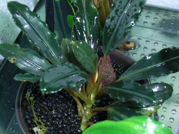 ブセファランドラ sp. ダークグレイ＆パールグレイ : aqu@raceae