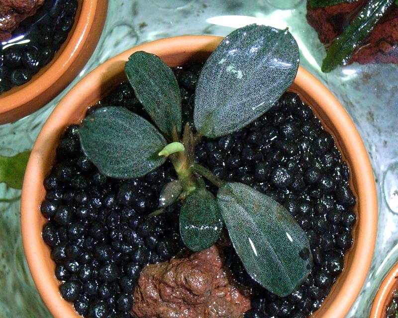 ブセファランドラ sp. ダークグレイ＆パールグレイ : aqu@raceae