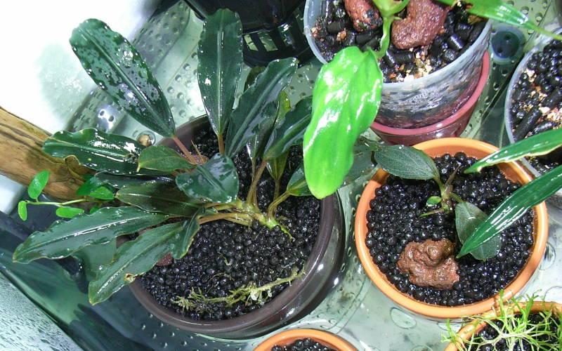 ブセファランドラ sp. ダークグレイ＆パールグレイ : aqu@raceae