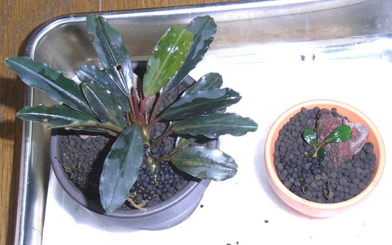 ブセファランドラ sp. ダークグレイ＆パールグレイ : aqu@raceae