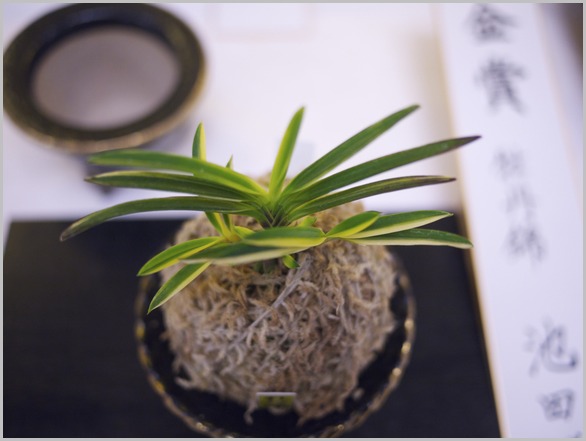 山口富貴蘭会30周年記念大会 で眼に付いた蘭 : □ サムライ