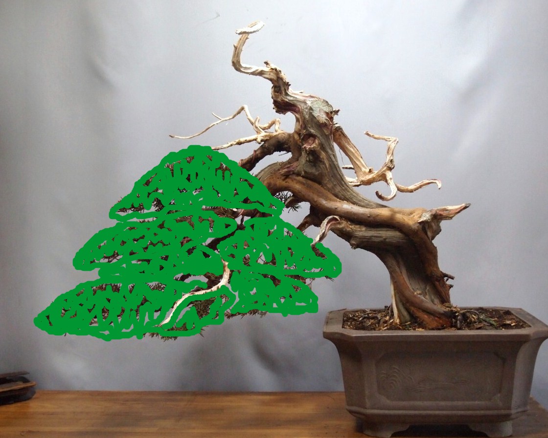 真柏 半懸崖 : 雨宮園 ～盆栽・山野草・陶芸～ 趣味が仕事でも・・・