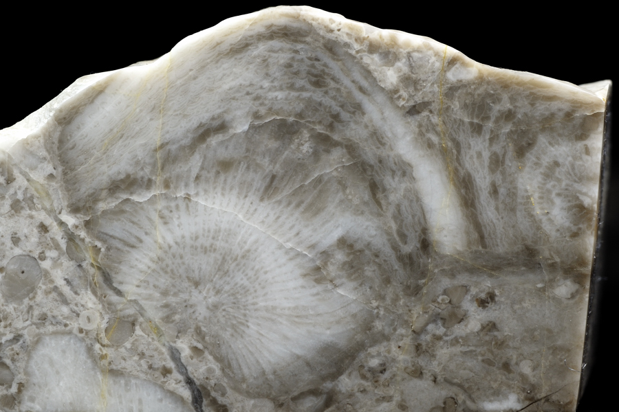 青海石灰岩のサンゴ化石 : サンゴの森