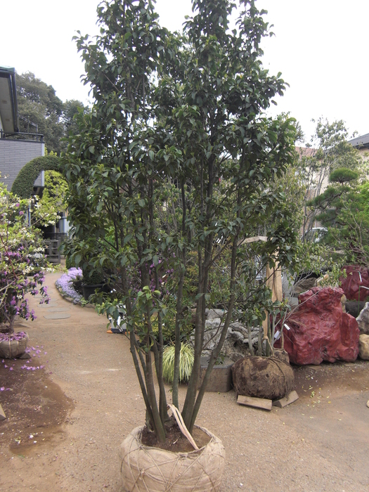 ソヨゴ/大株【現品発送】管理70706 ソヨゴ/大株【現品発送】管理70706