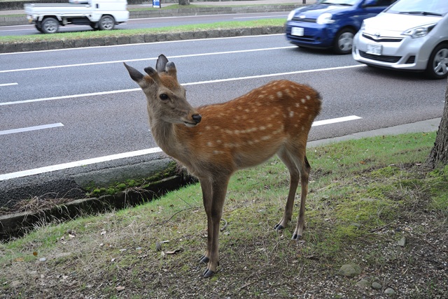 夏毛の鹿 : 私のはんなり日記