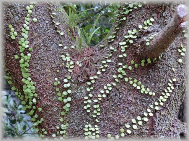 シダ植物＜着生植物＞ : 山野草に癒されて
