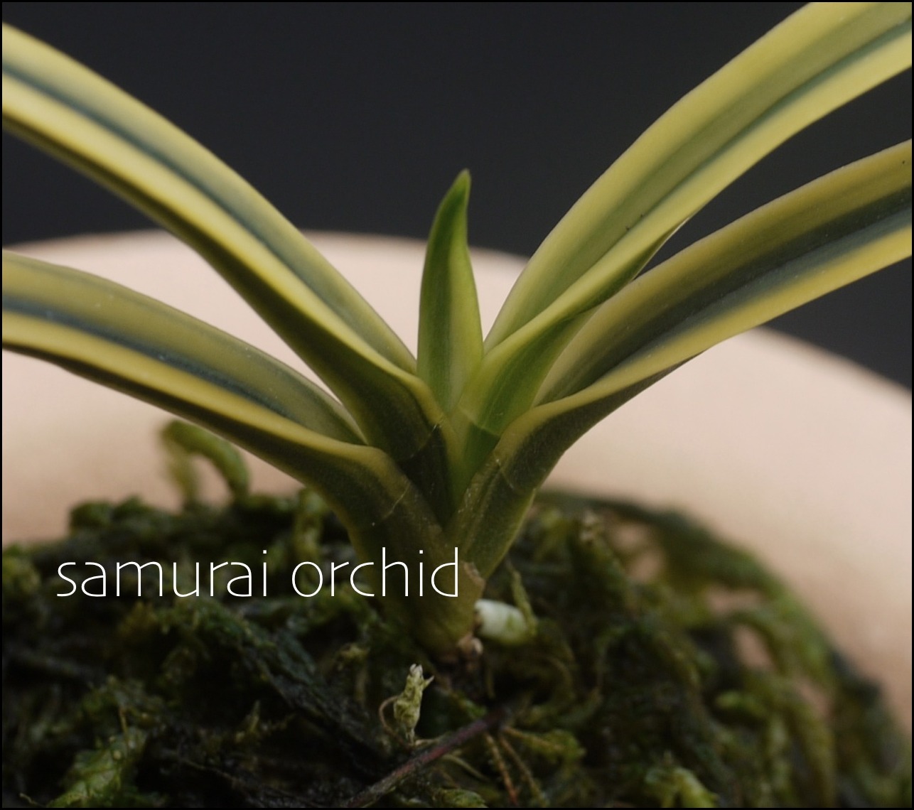 繊細で品格のある覆輪・・・清涼殿 : □ サムライ オーキッド □ 富貴