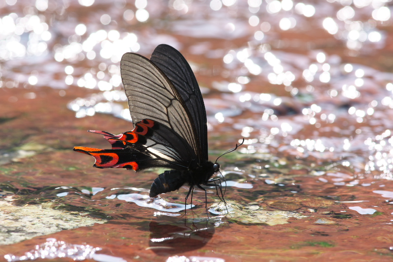 台湾宜蘭縣遠征記（5）フトオアゲハ : 探蝶逍遥記