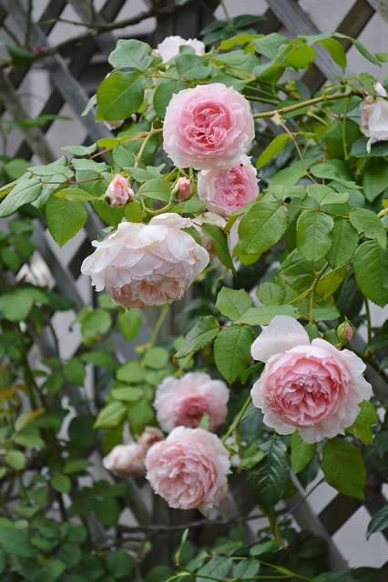 ストレス全開！でもウェッジウッド・ローズやブライダル・ピンクなど