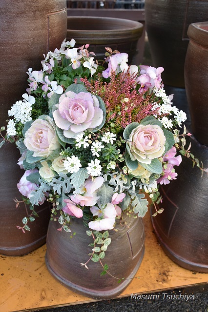 ハボタンのハンギングバスケット : この植物をお買い2