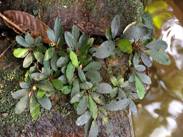 Bucephalandra sp