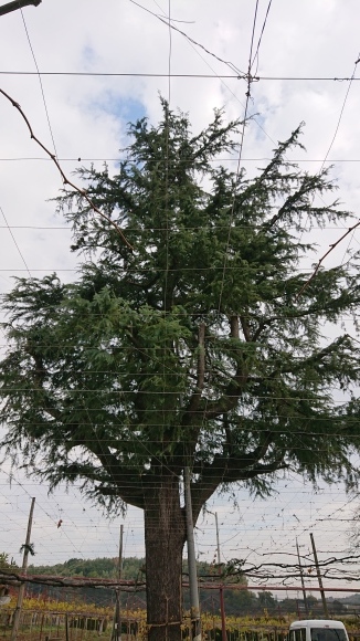 杉ぼっくり(仮)」 : 東浦の葡萄屋 石田農園の作業日記