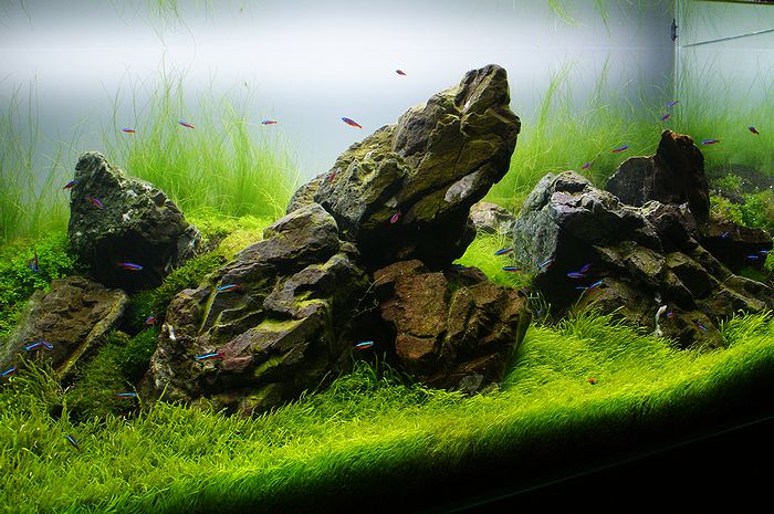 採取石と交換 : ZERO-AQUA