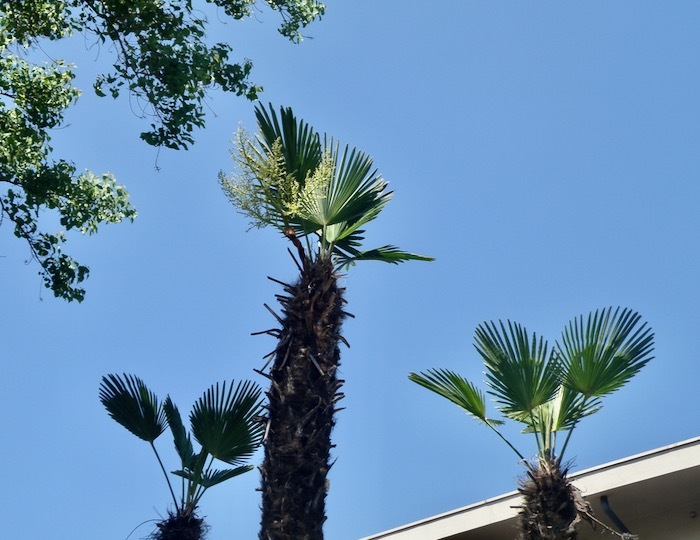 初めてのトウジュロ（唐棕櫚） : 楽餓鬼