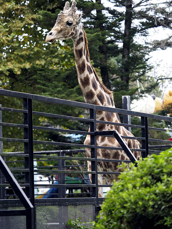 キリンが8頭！ : 動物園放浪記