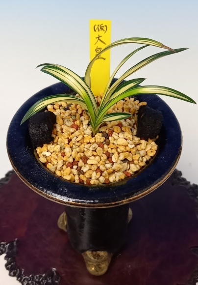 韓国春蘭 (仮)大皇 : 蘭万園日記