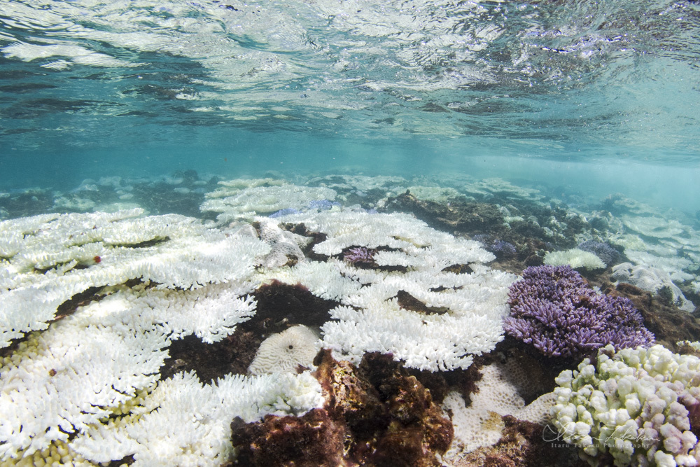 2024年屋久島サンゴの大規模白化 : 屋久島ダイビング日記neo