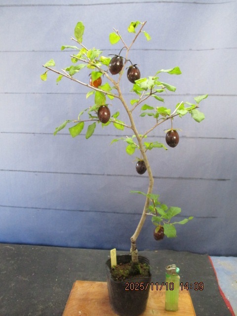 ローヤ柿 老鴉柿 老爺柿 品種紹介 : 桐生さんのローヤ柿・老鴉柿・老爺