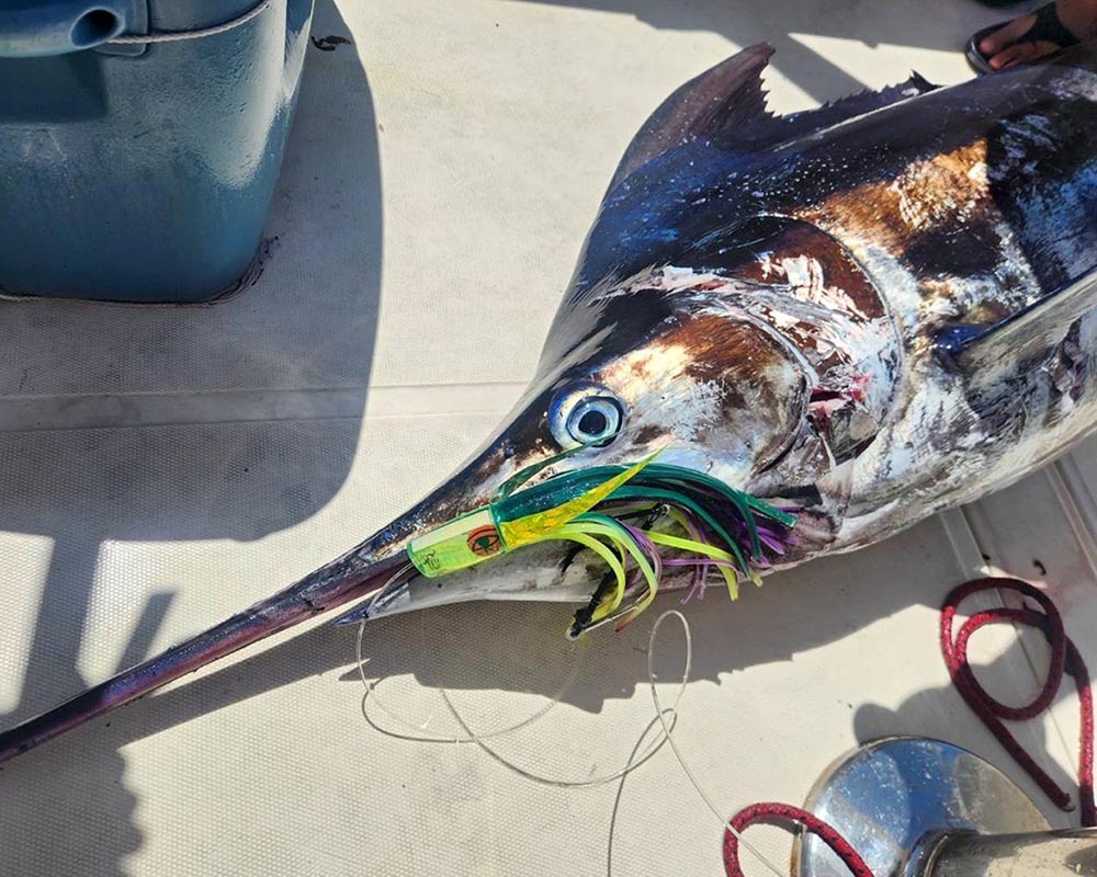 ビッグゲームルアーズ 最新オフショアブログ カジキトローリング