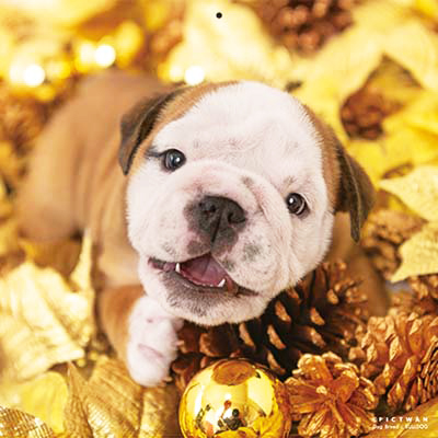 PICTWANカレンダー2026 ブルドッグ【L判】