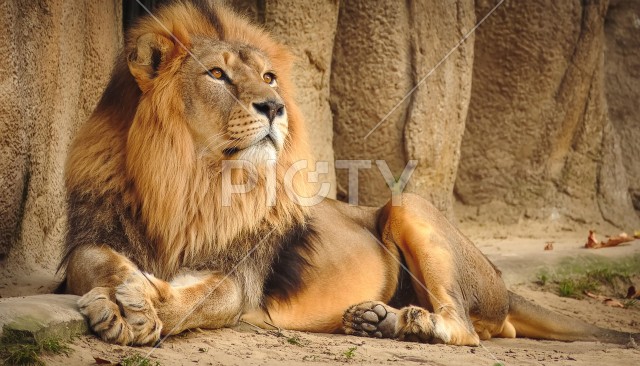 オスのライオン : ID-6979 | ご当地写真・イラスト素材サイト PICTY