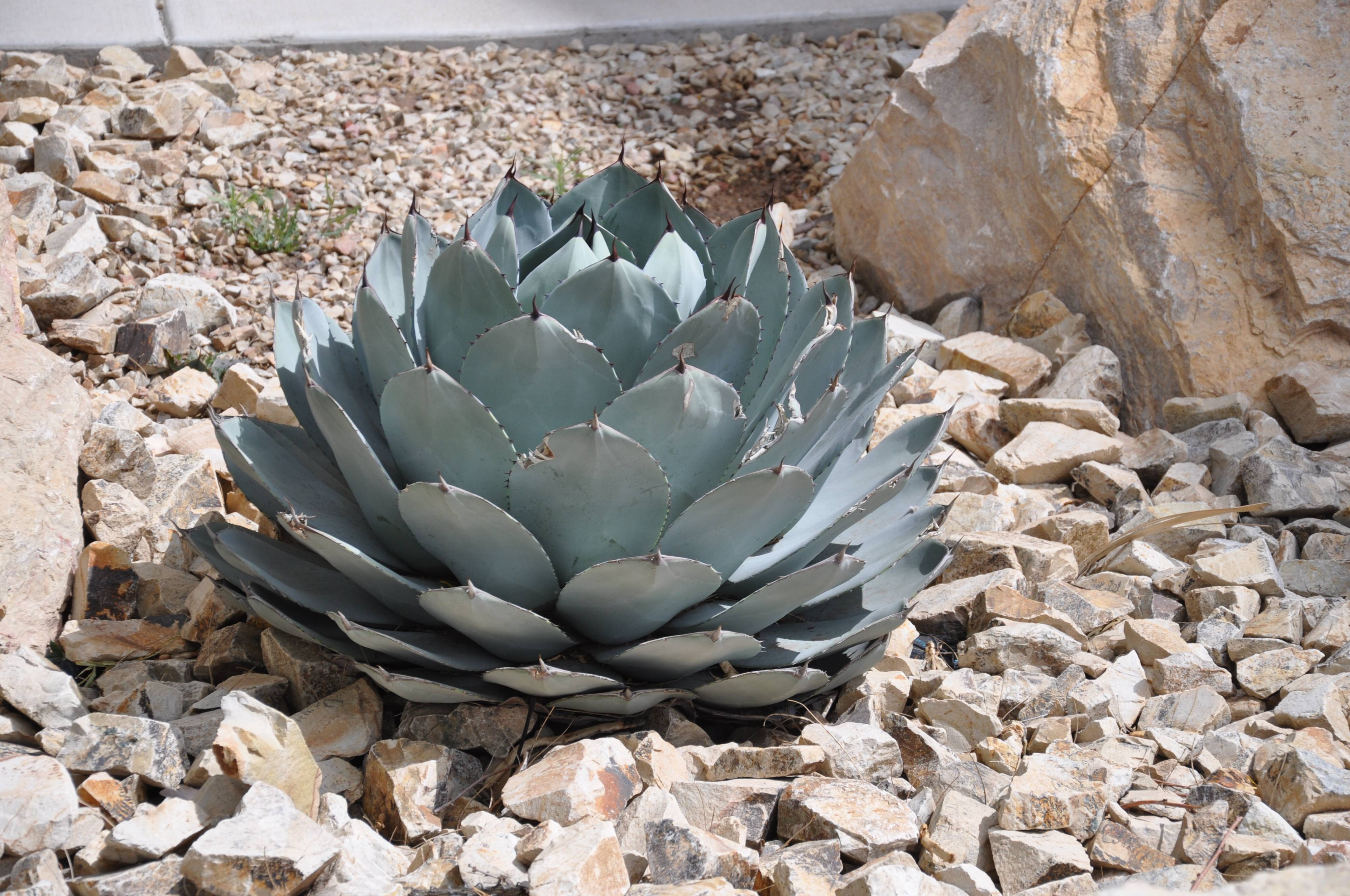 Agave parryi v. truncata - Artichoke Agave | PlantMaster