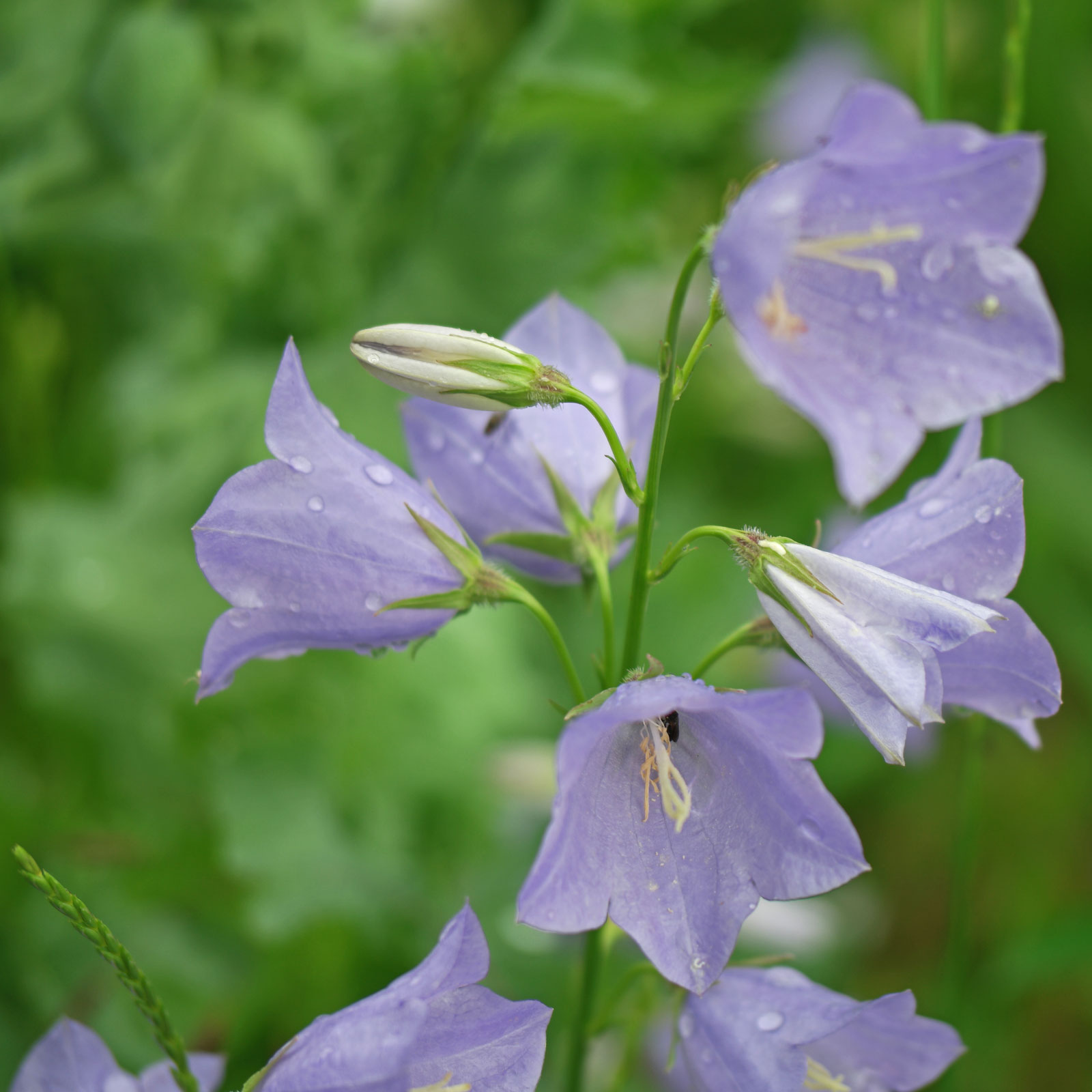 Campanula persicifolia
