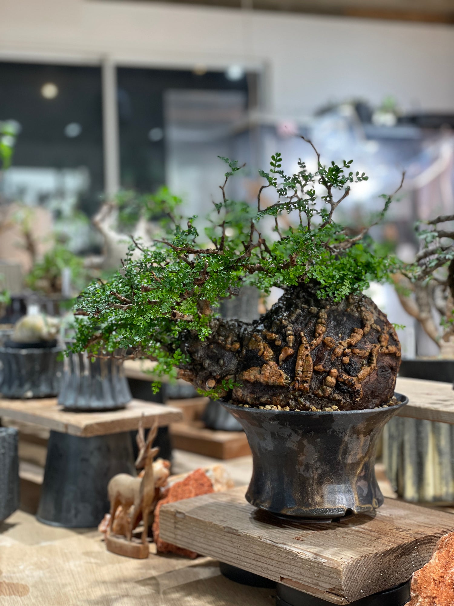 手作植木鉢 Lサイズ 検（ 塊根植物 グラキリス パキプス アガベ)