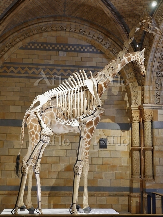 キリンの骨格標本と剥製 [191587786]の写真素材 - アフロ