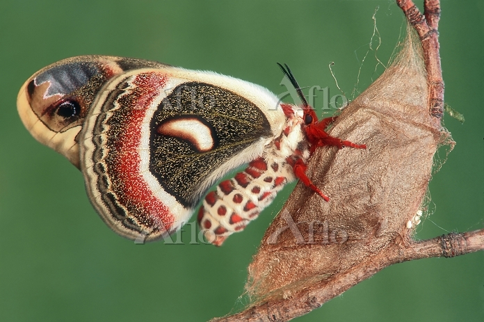 セクロピアサン [10264459]の写真素材 - アフロ