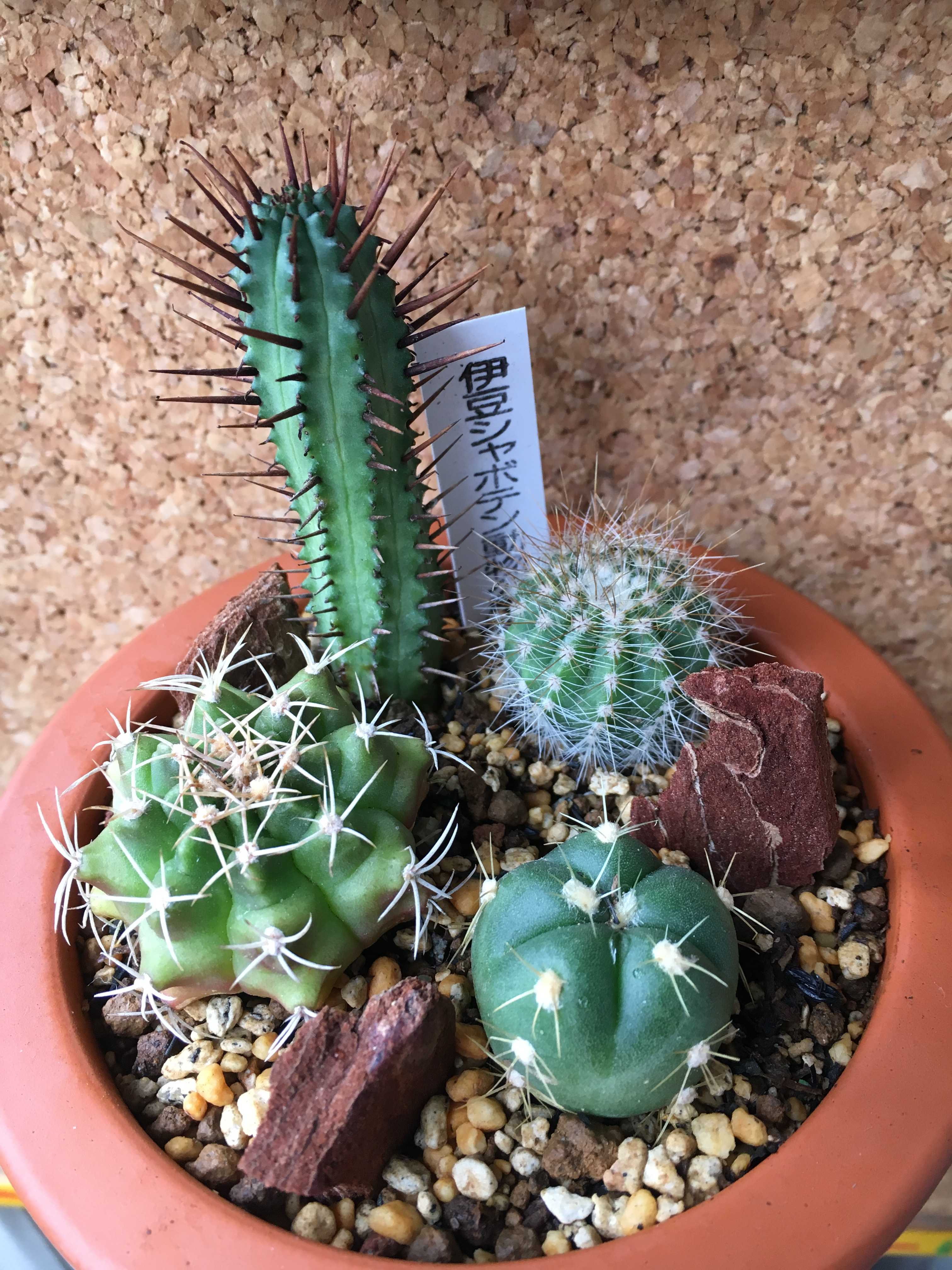 思い出の一鉢 - アトリエ虹色空間の日々〜多肉植物と共に〜