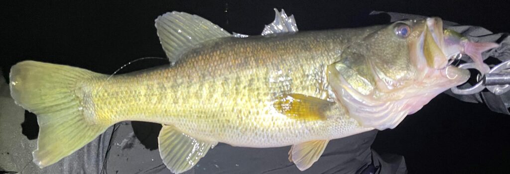 真冬の琵琶湖ナイト！タイニークラッシュでブラックバス50UP | ひろき