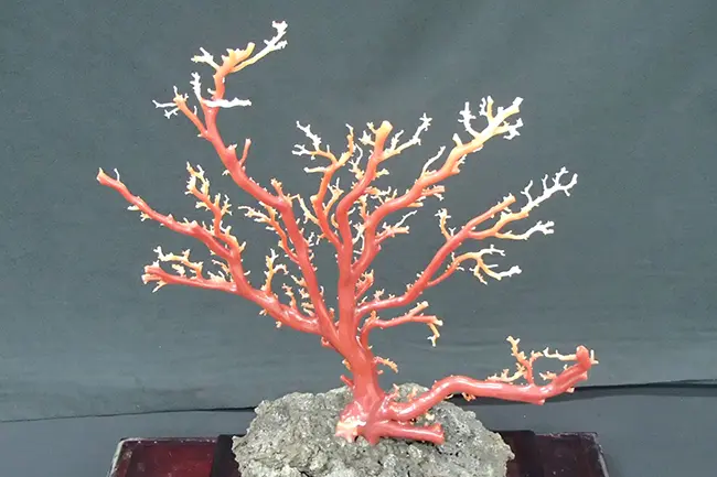赤珊瑚 原木の価値はどれくらい？ - 買取のラフテル