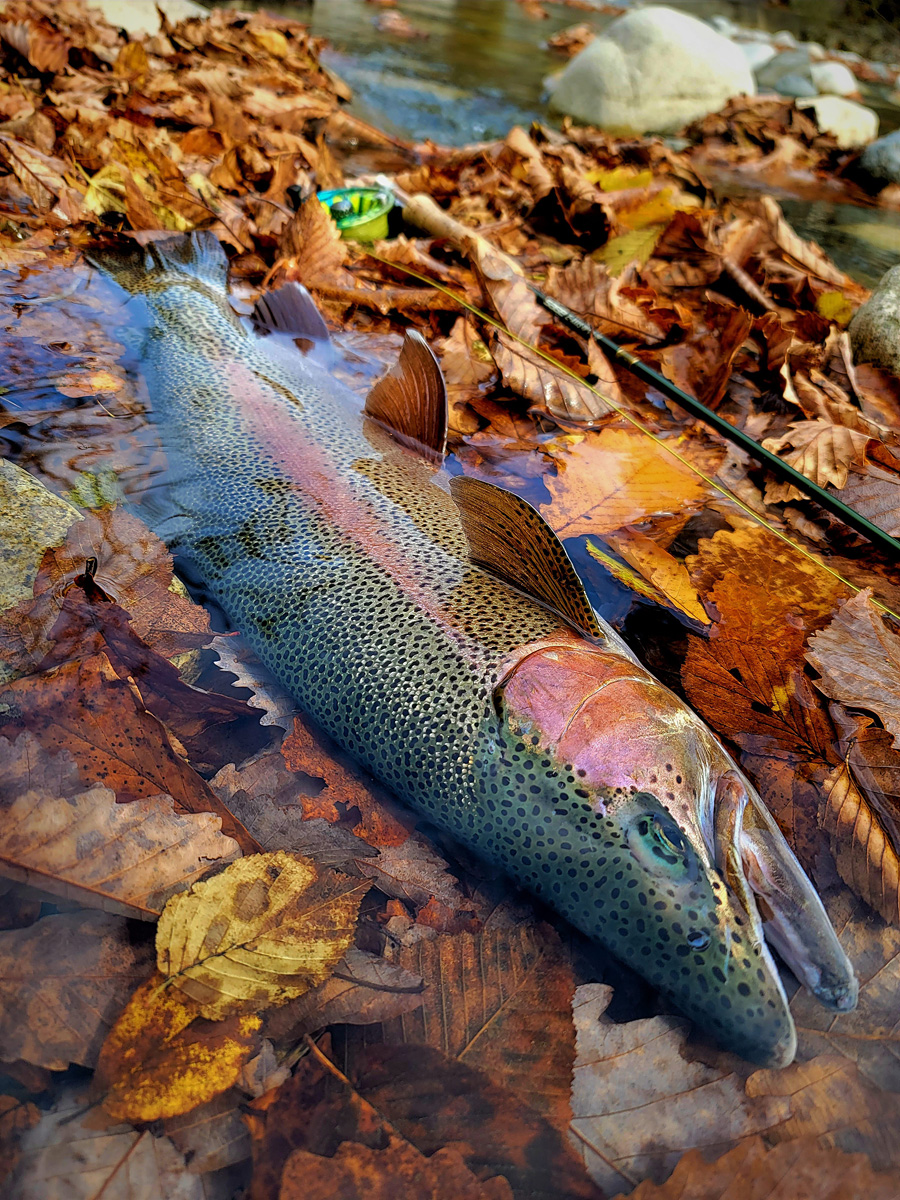 ダイワ アモルファスウイスカー 源流・硬調53 日本製ヤマメ・イワナに