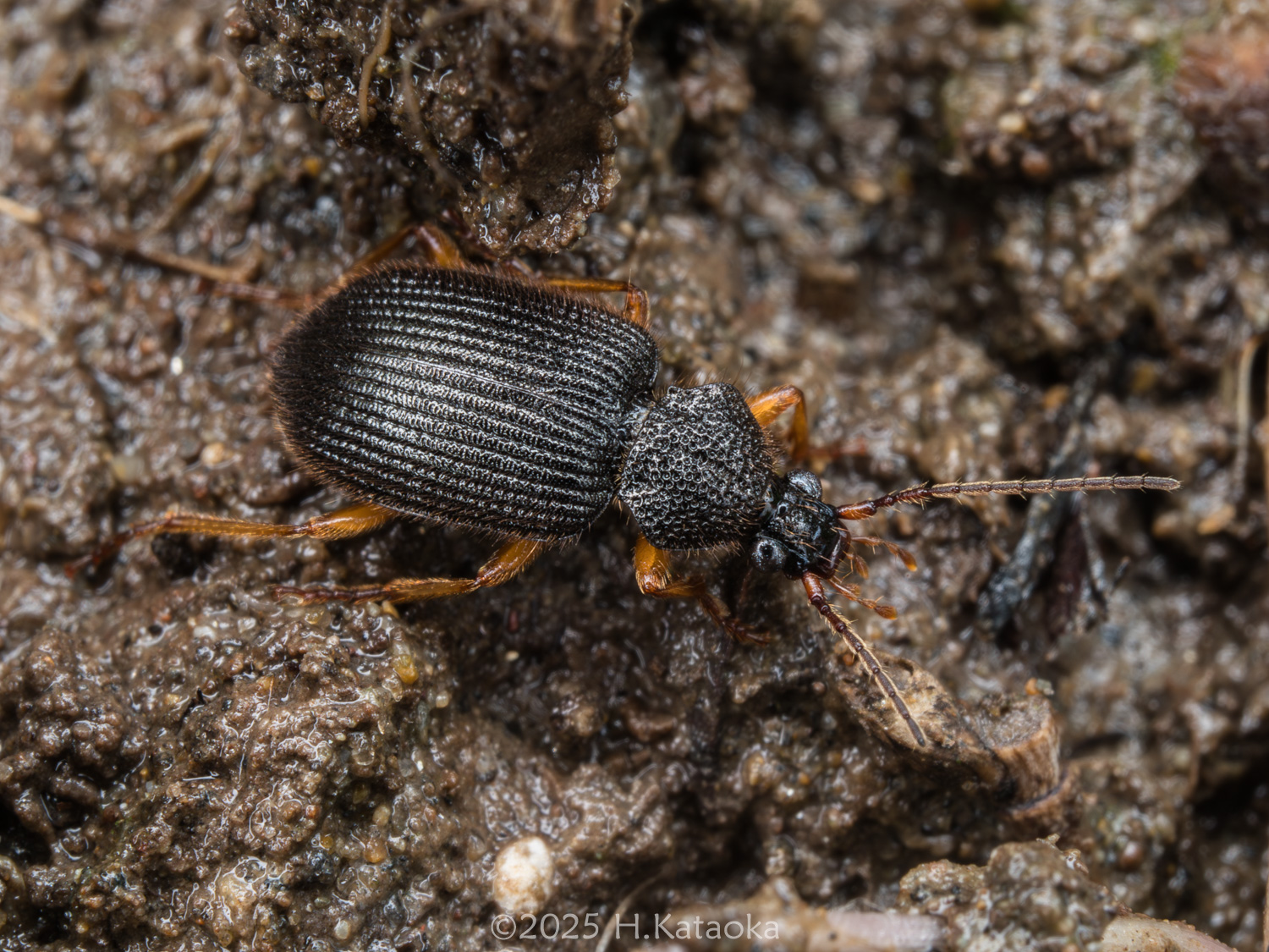 クロケブカゴミムシ