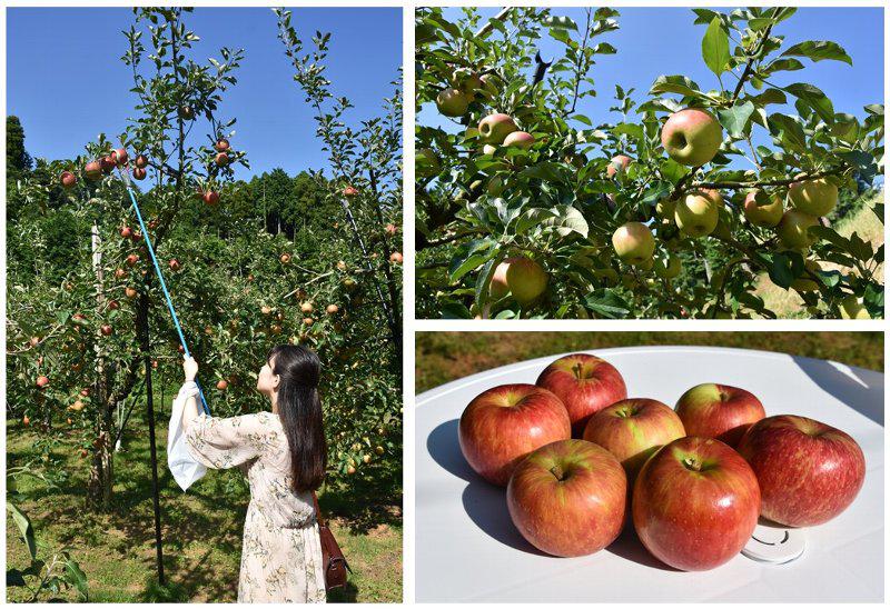 三瀬の観光リンゴ園開園！ 佐賀市観光協会公式ポータルサイト サガバイ
